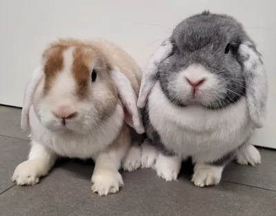 Maxi & Susanne *reserviert*, adopted